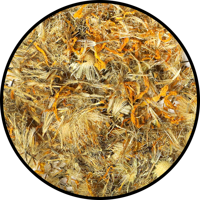 Arnica
