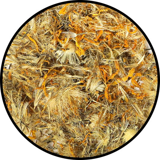 Arnica