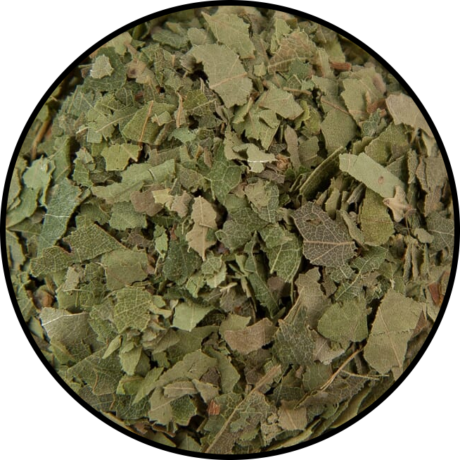 Birch Leaves