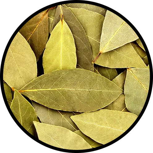 Bayleaf
