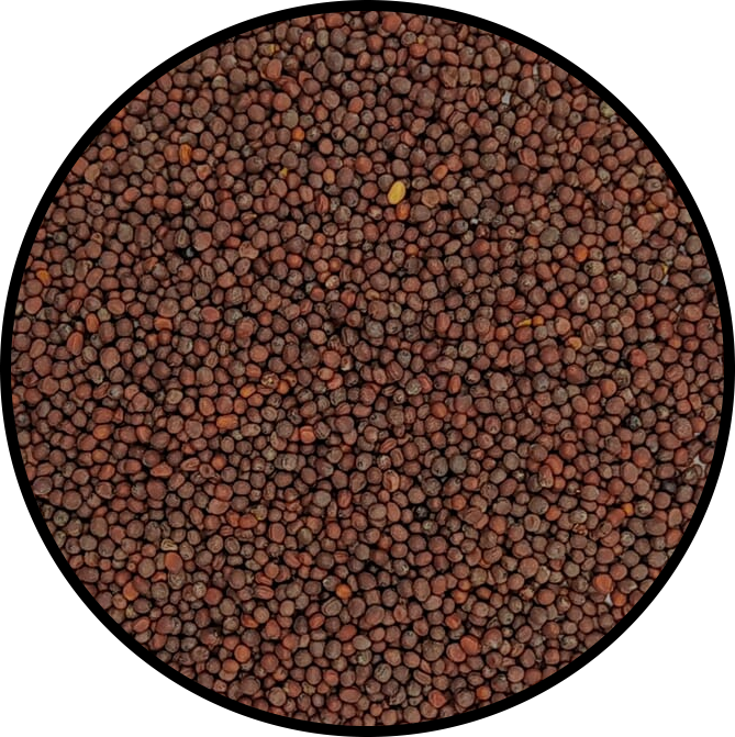 Black Mustard Seeds