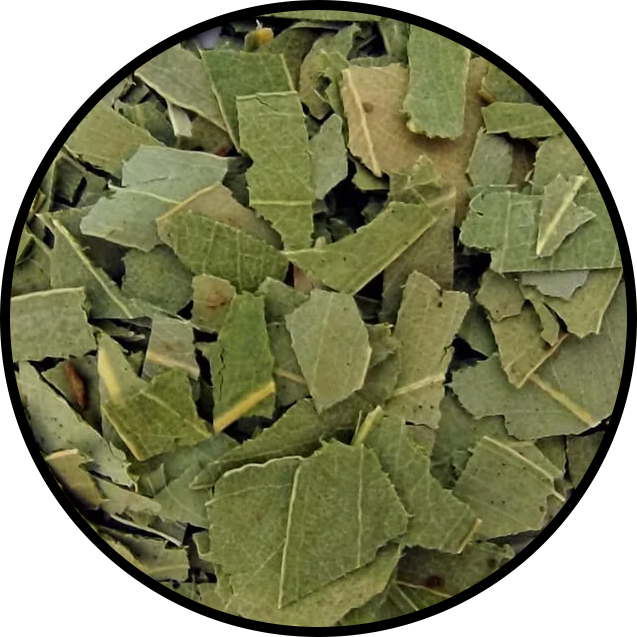Eucalyptus Leaf