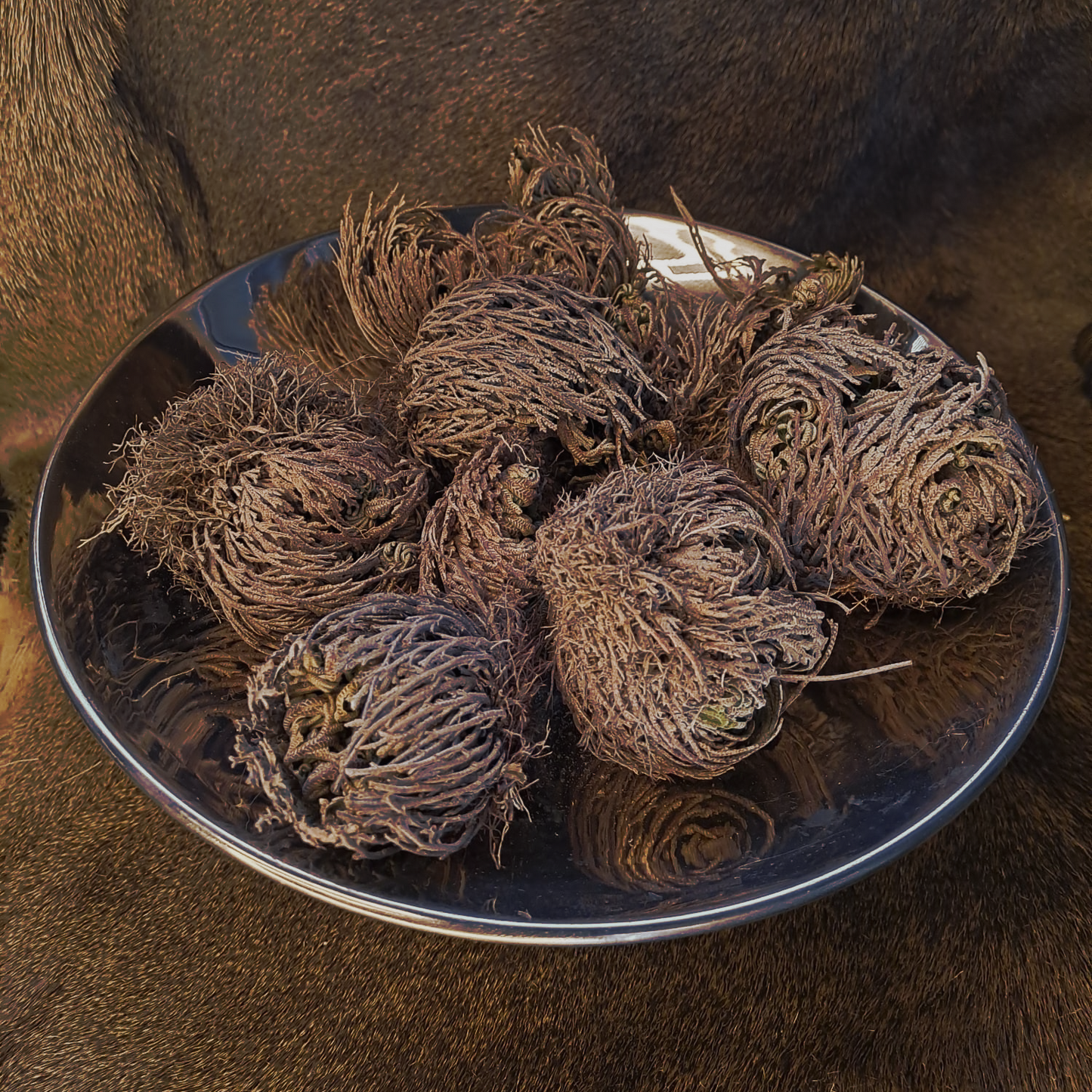 Rose of Jericho