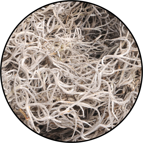 Spanish Moss