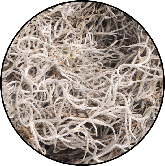 Spanish Moss