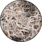 Spanish Moss