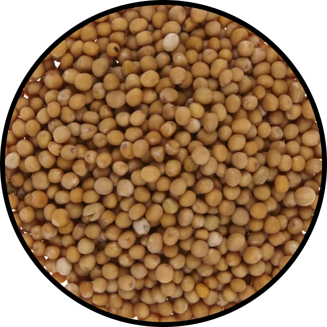 Mustard Seeds